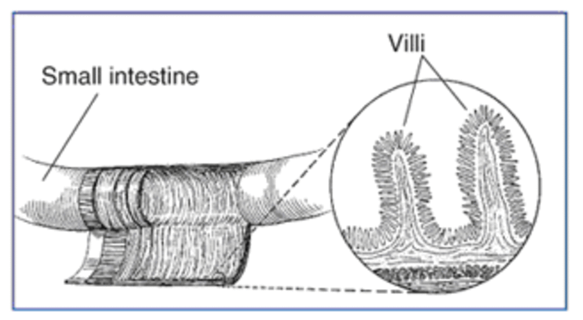 In Celiac Disease the Villi become damaged
