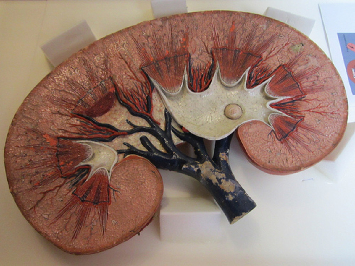 Cross section model of kidney