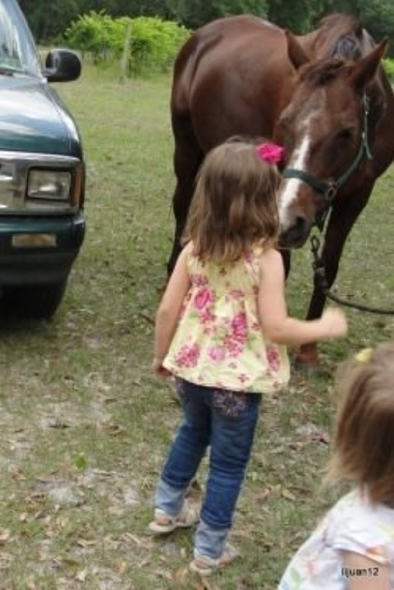horse-lesson-for-kindergarten