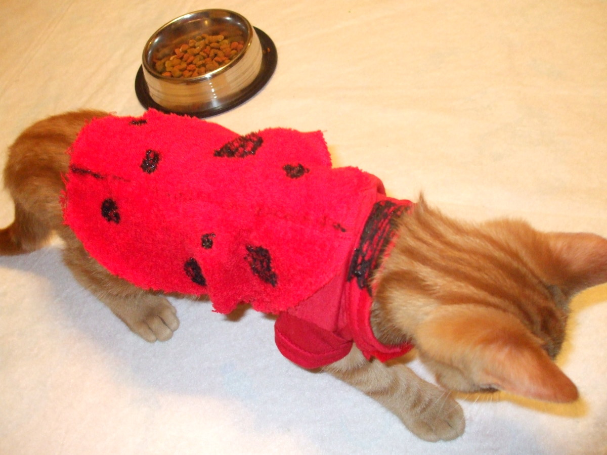 Top view of kitten's ladybug Halloween costume.
