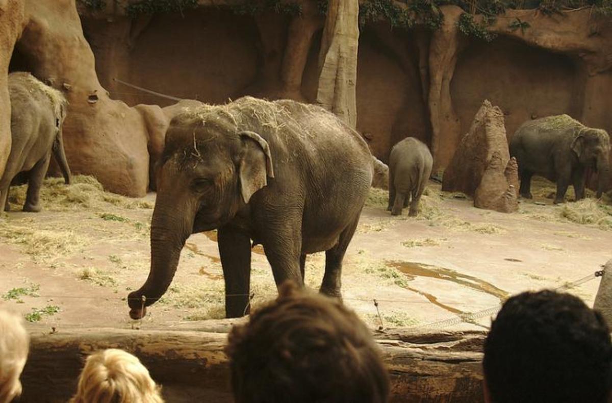 Zoo elephants