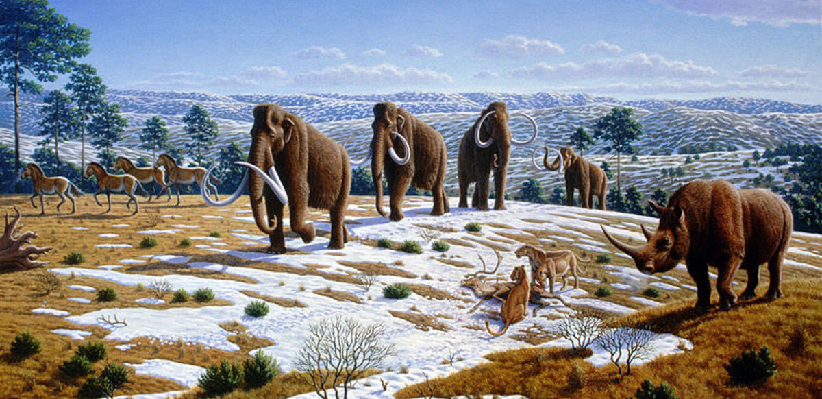 Around 10,000 years ago, Ice Age icons such as the woolly mammoth, woolly rhino and sabre-tooth cat vanished as a direct result of human over-hunting. 