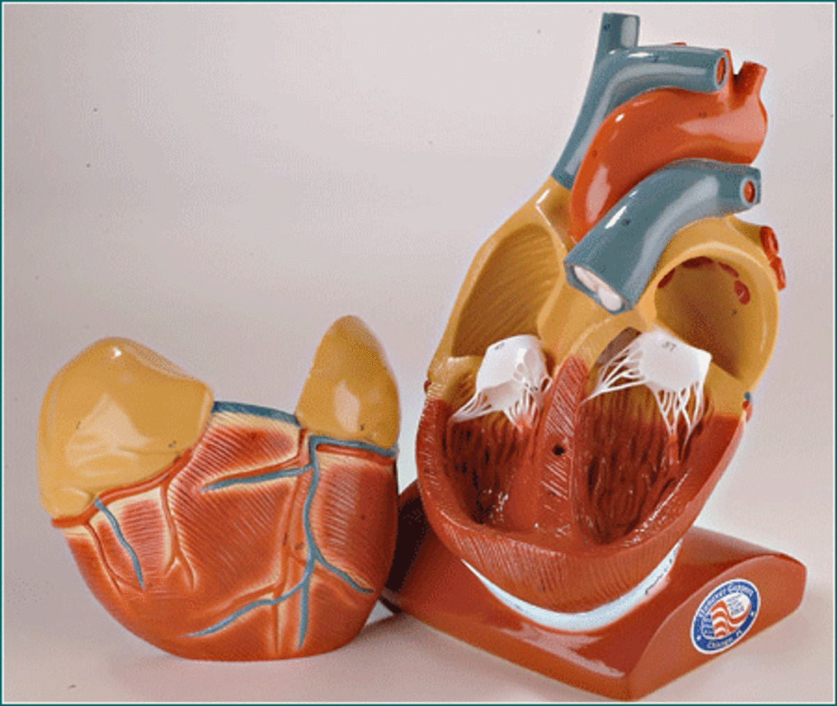 Model showing the 4 chambers of the heart as well as valves.