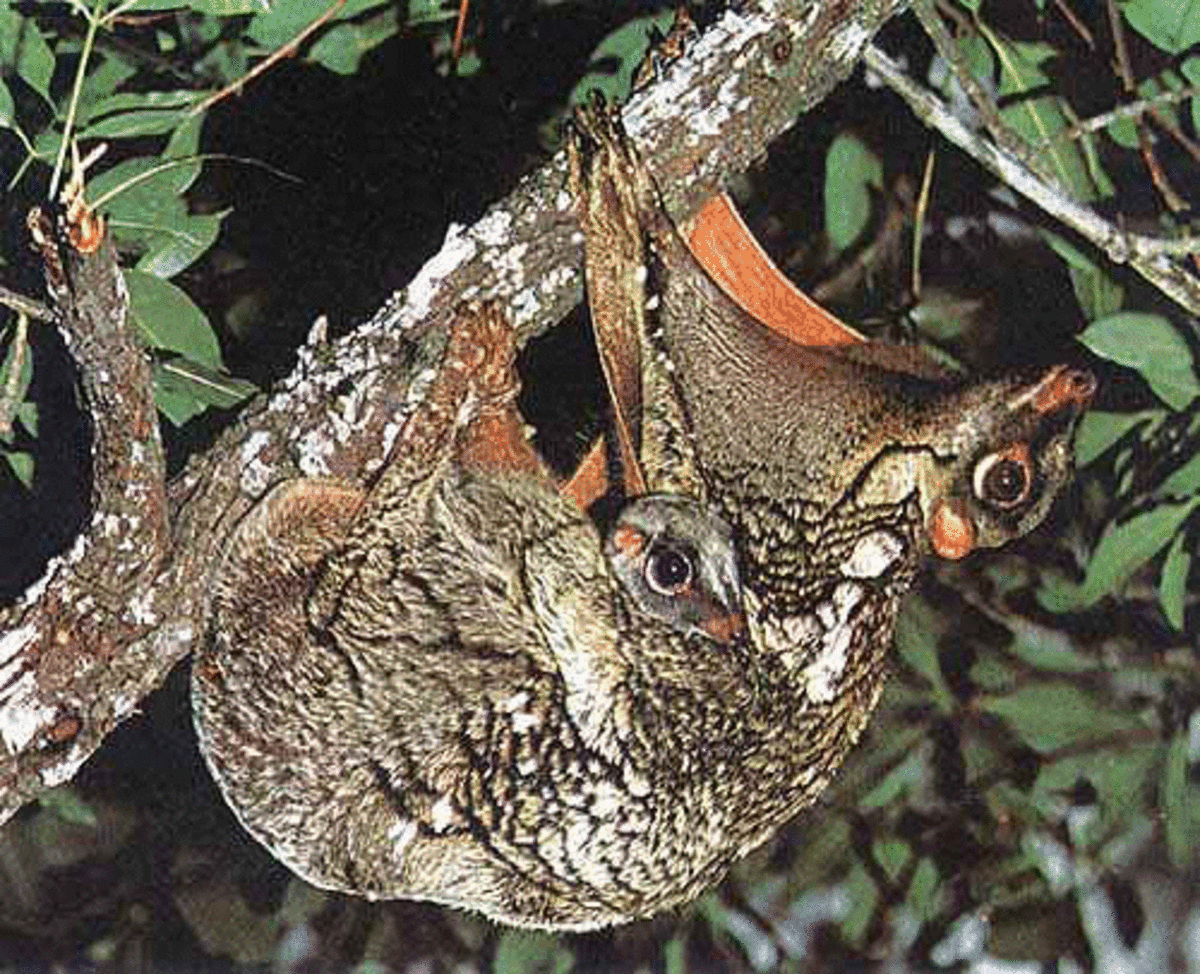 Momma flying lemur and baby flying lemur enjoying life in the trees. Flying lemurs are strictly arboreal.