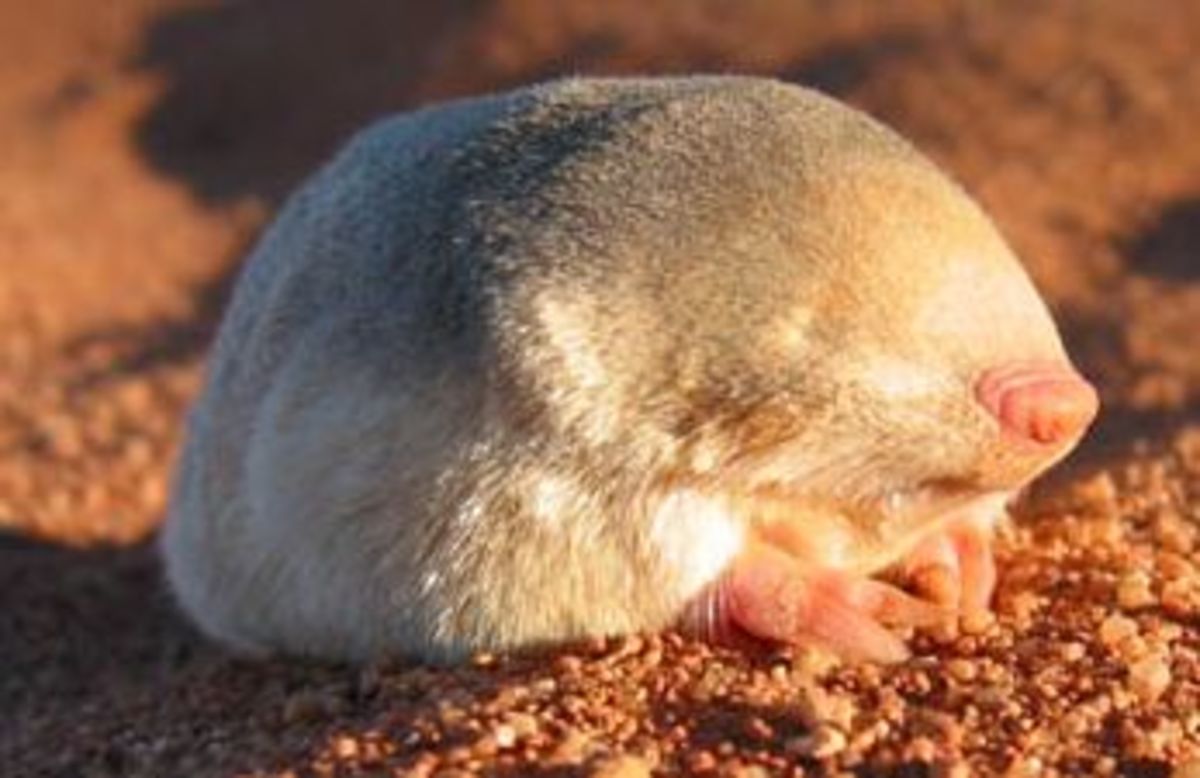 With no eyes and only primitive ear holes, golden moles rely on tactile sensations to travel, escape danger, locate food, and identify breeding partners.