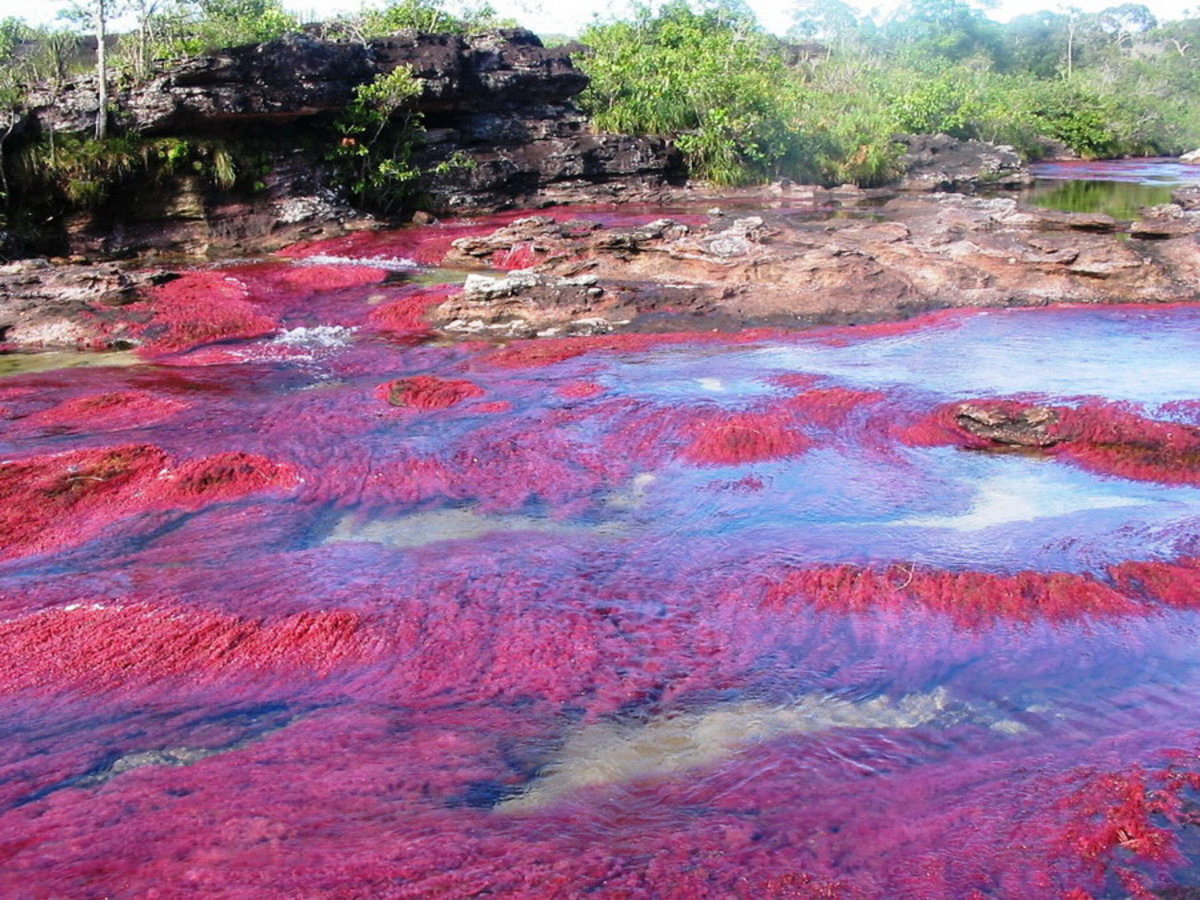 Cano Cristales, the most beautiful river in the world