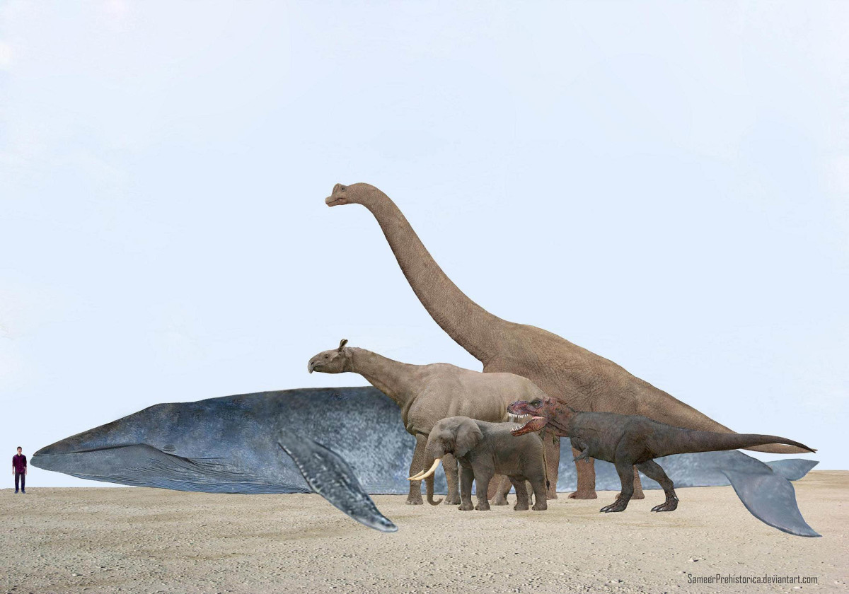 largest-animals-through-the-ages