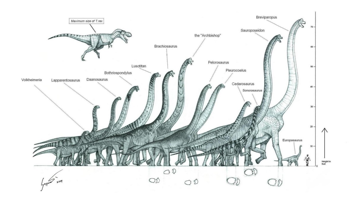 Brachiosaurs with a T rex for comparison