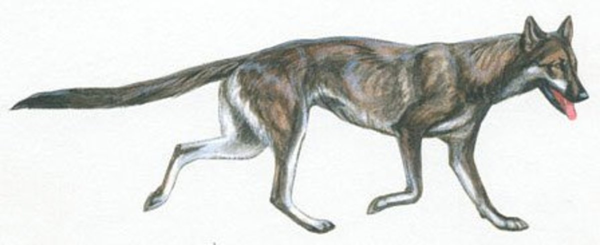 the-dire-wolf-the-largest-wolf-to-have-ever-lived