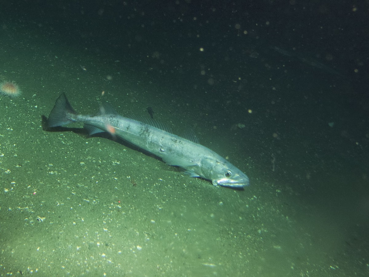 A Pacific hake rests on the ocean floor in the Cordell Bank National Marine Sanctuary