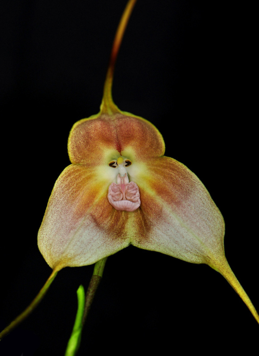 Dracula orchid, gigas-selektiert 'Lucke'. Not the "real" monkey orchid.