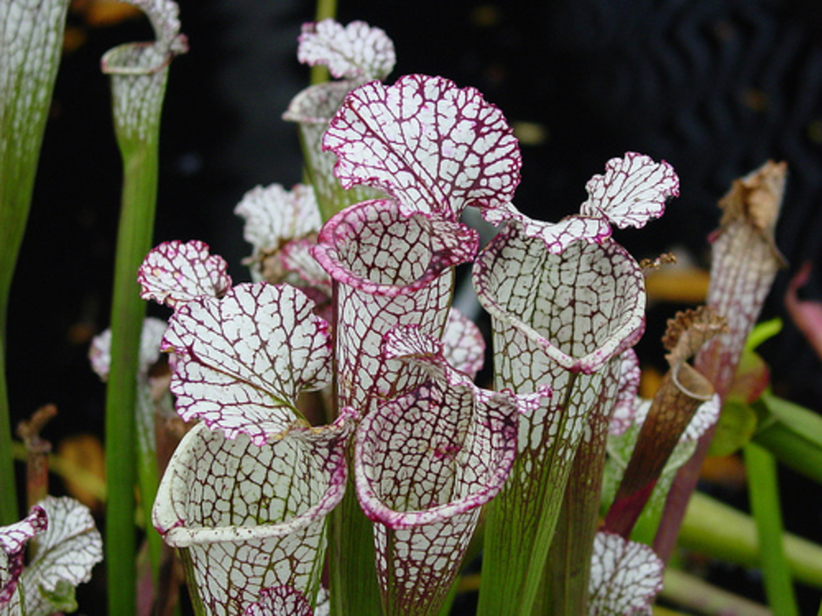 Sarracenia pitcher plant