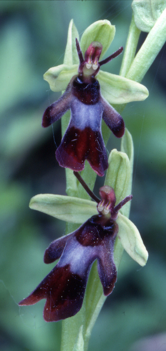 The unusual fly orchid.