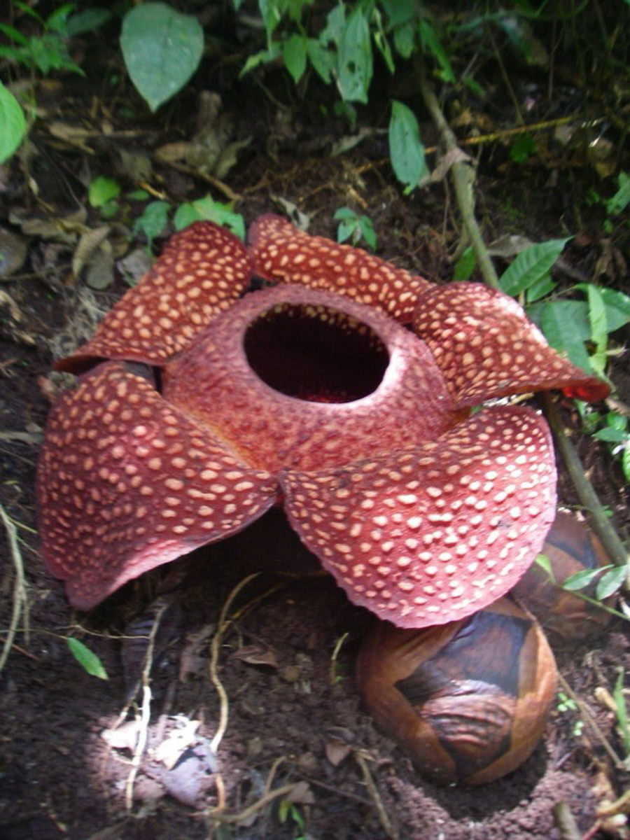 Rafflesia arnoldii, the corpse flower.