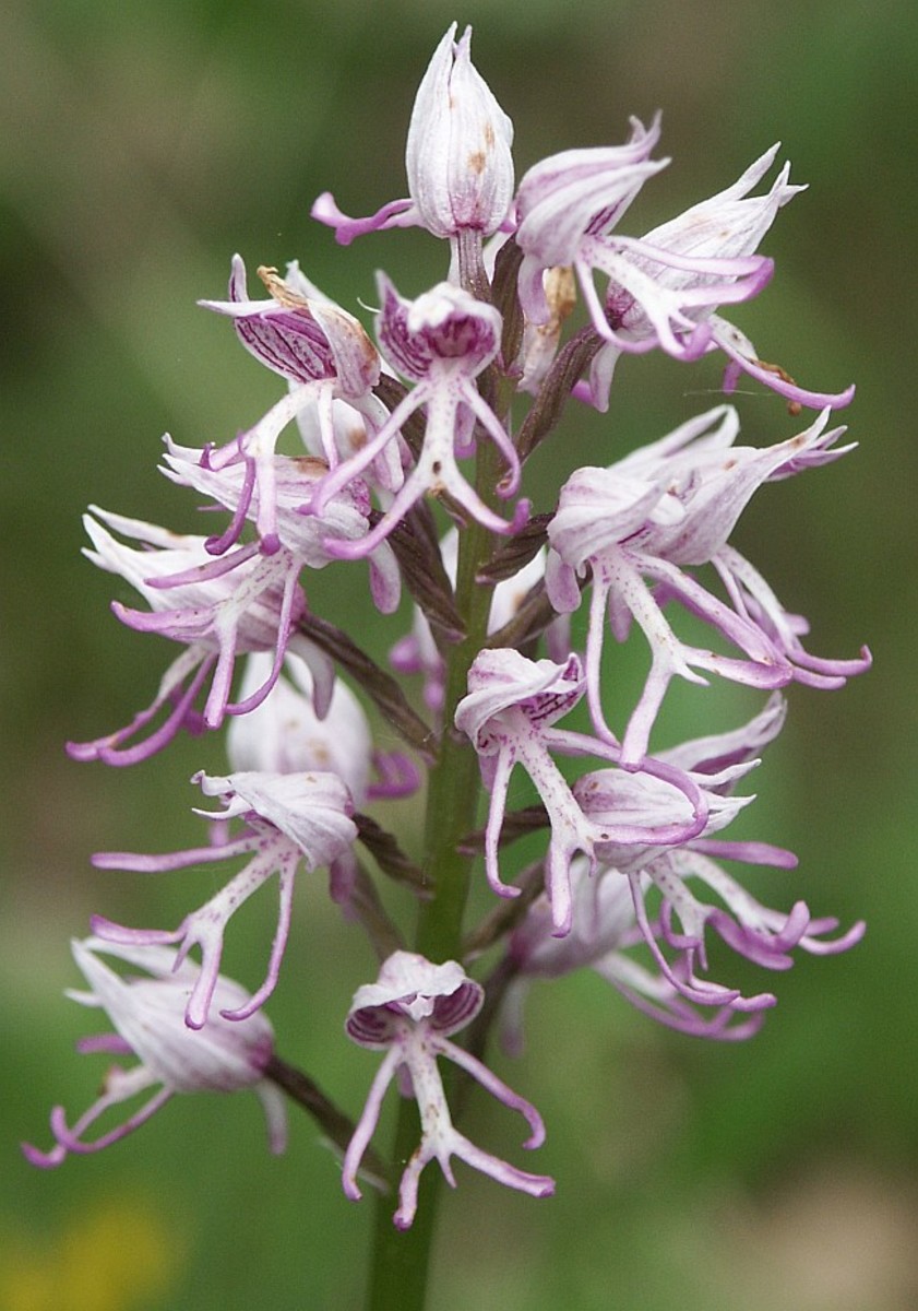 Orchis simia, Monkey Orchid.