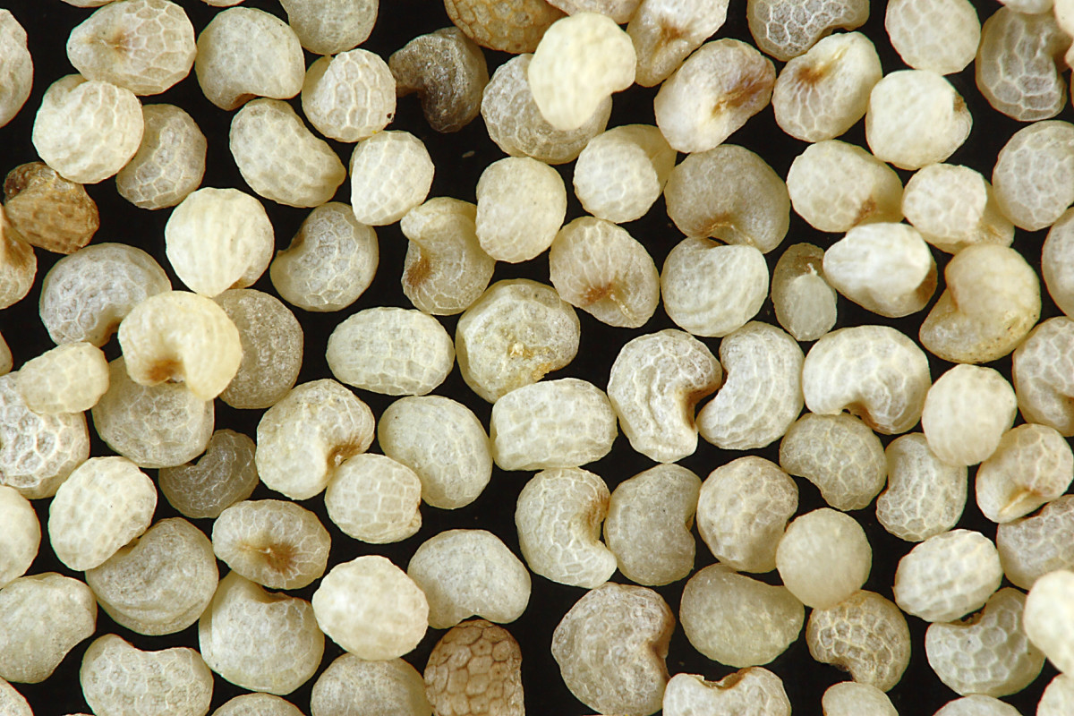 white poppy seeds