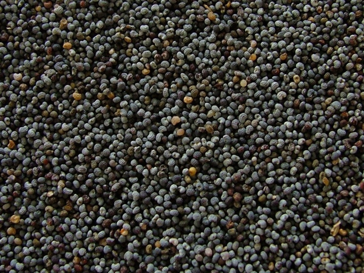 the-nutritional-and-health-benefits-of-poppy-seeds