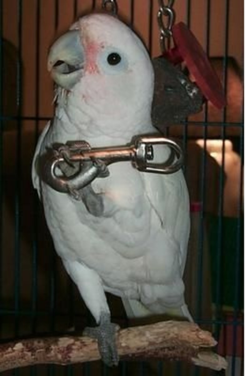 This is a photo of GT - the inspiration for my Evil Scheming Cockatoo story. It captures the mischievous twinkle in his eye perfectly.