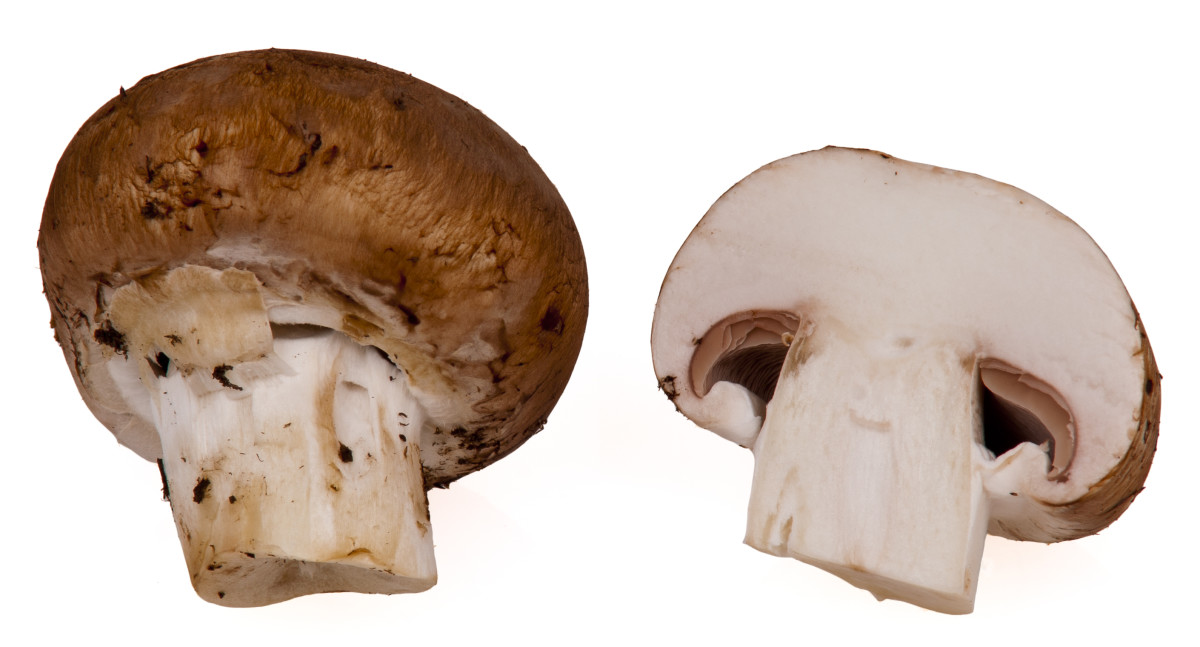 Introduction to Mushrooms and the Benefits of Mycotherapy