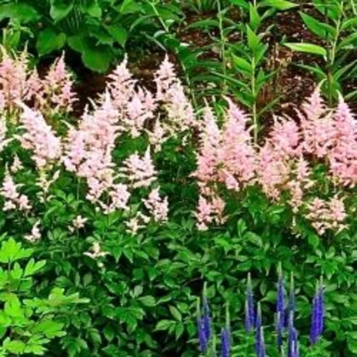 A drift of Peach Blossom Astilbe in our garden. Copyright 2012-16 CJS. All Rights Reserved.