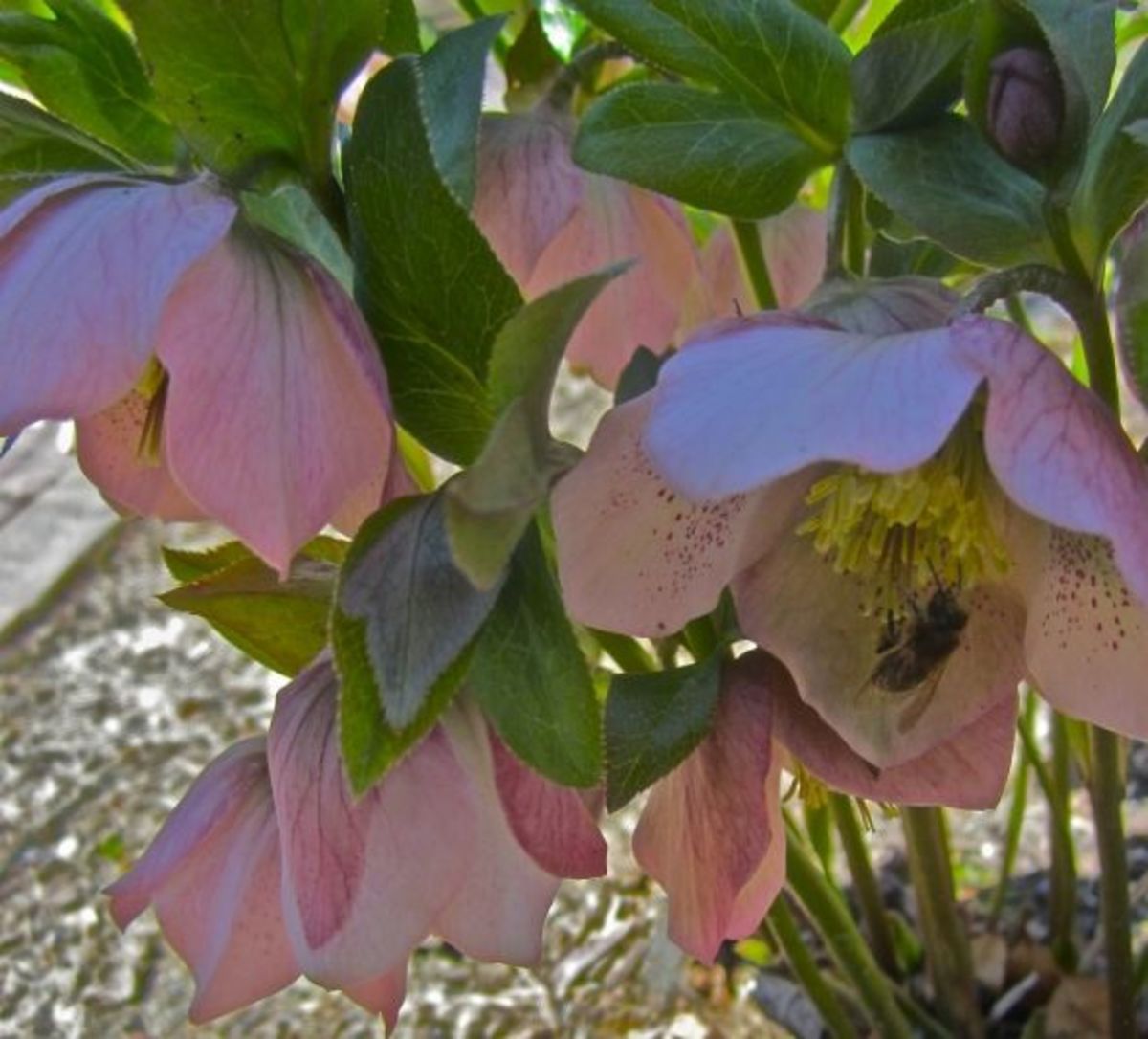 We're not the only ones who enjoy the early beauty of Hellebores. Copyright 2013-16 CJS. All Rights Reserved.