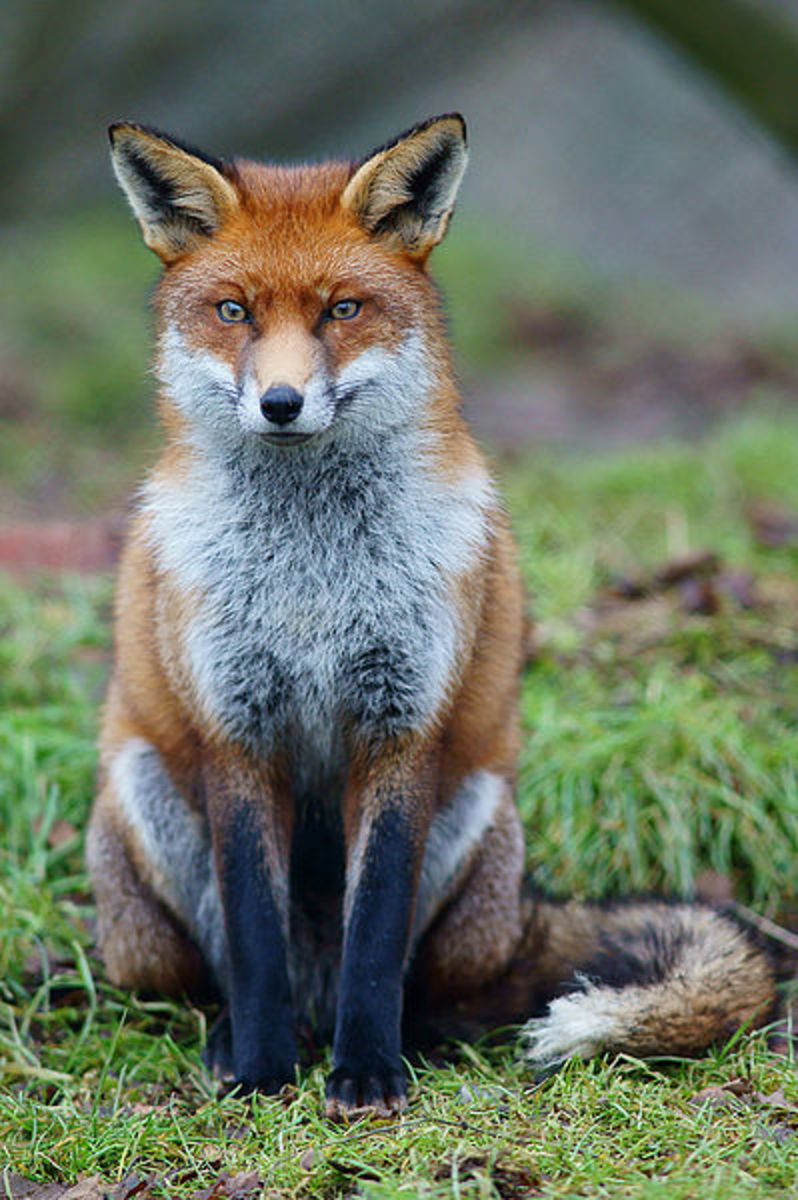 The Red Fox In Britain