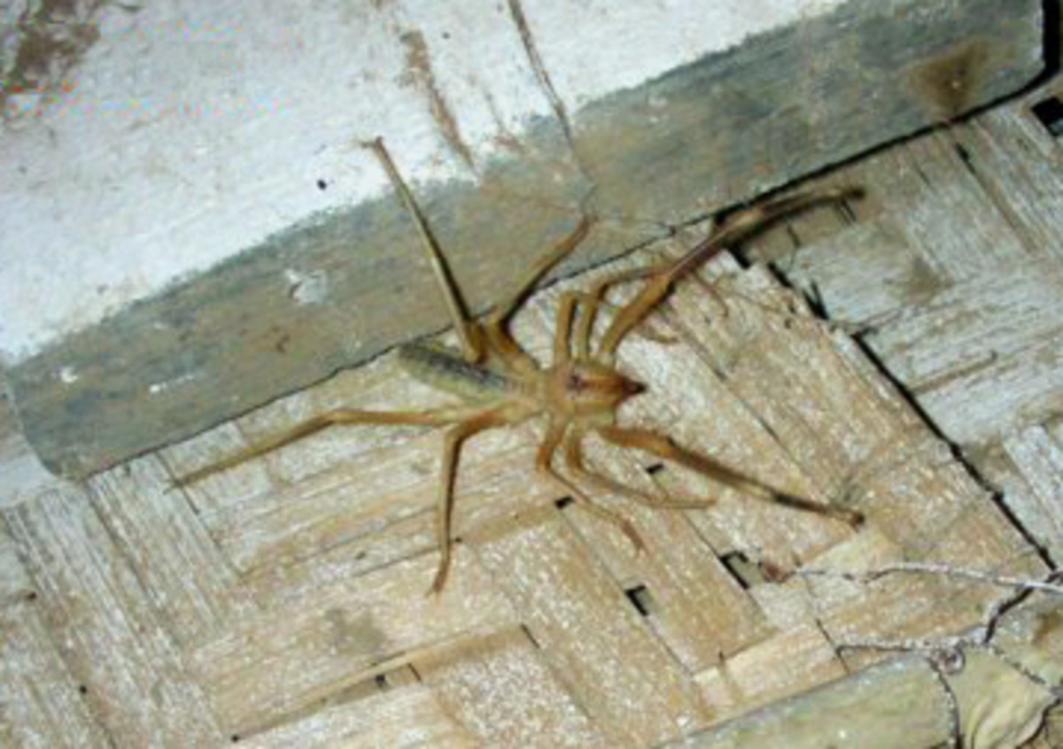 Why You Need Not Fear the Poor, Misunderstood Brown Recluse Spider