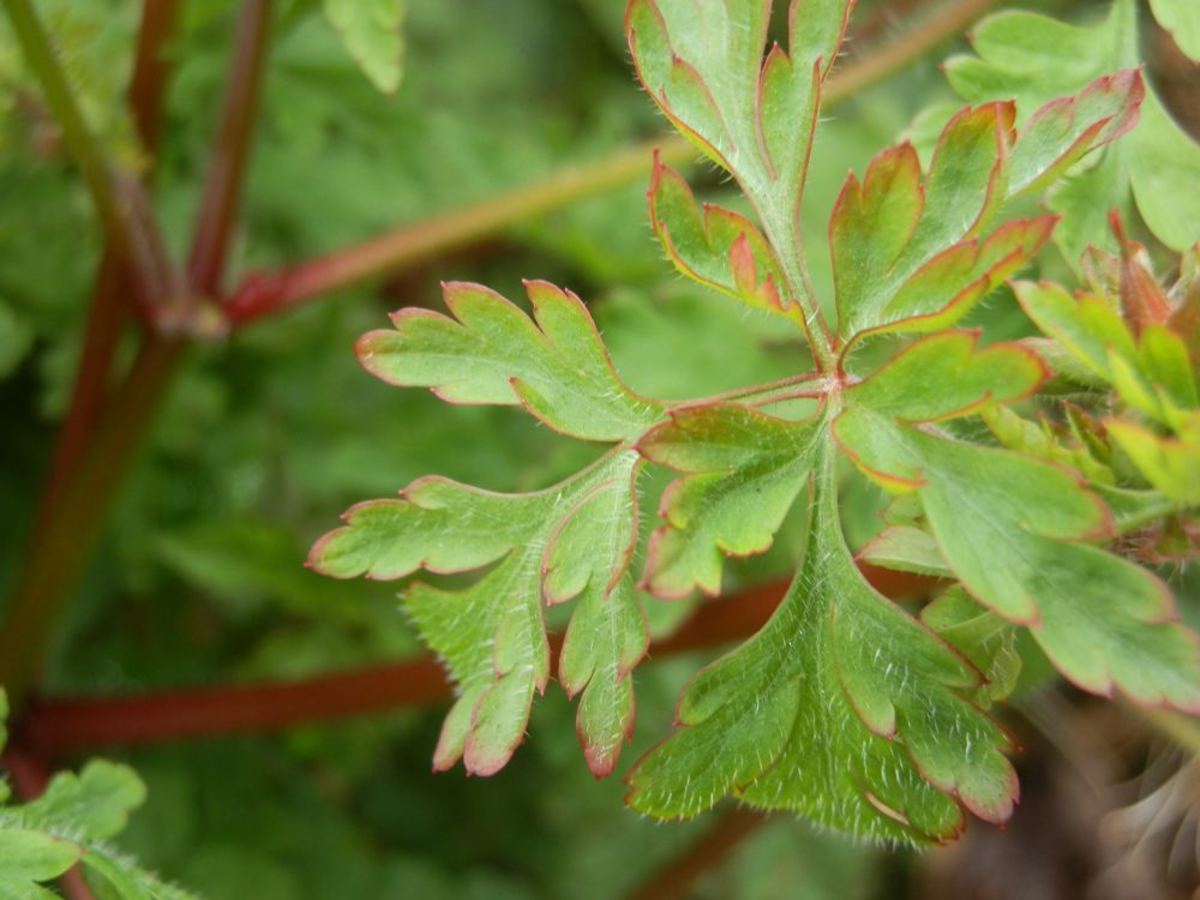 Herb Robert Geranium robertianum HubPages