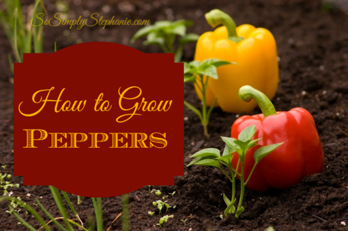 How to Grow Peppers
