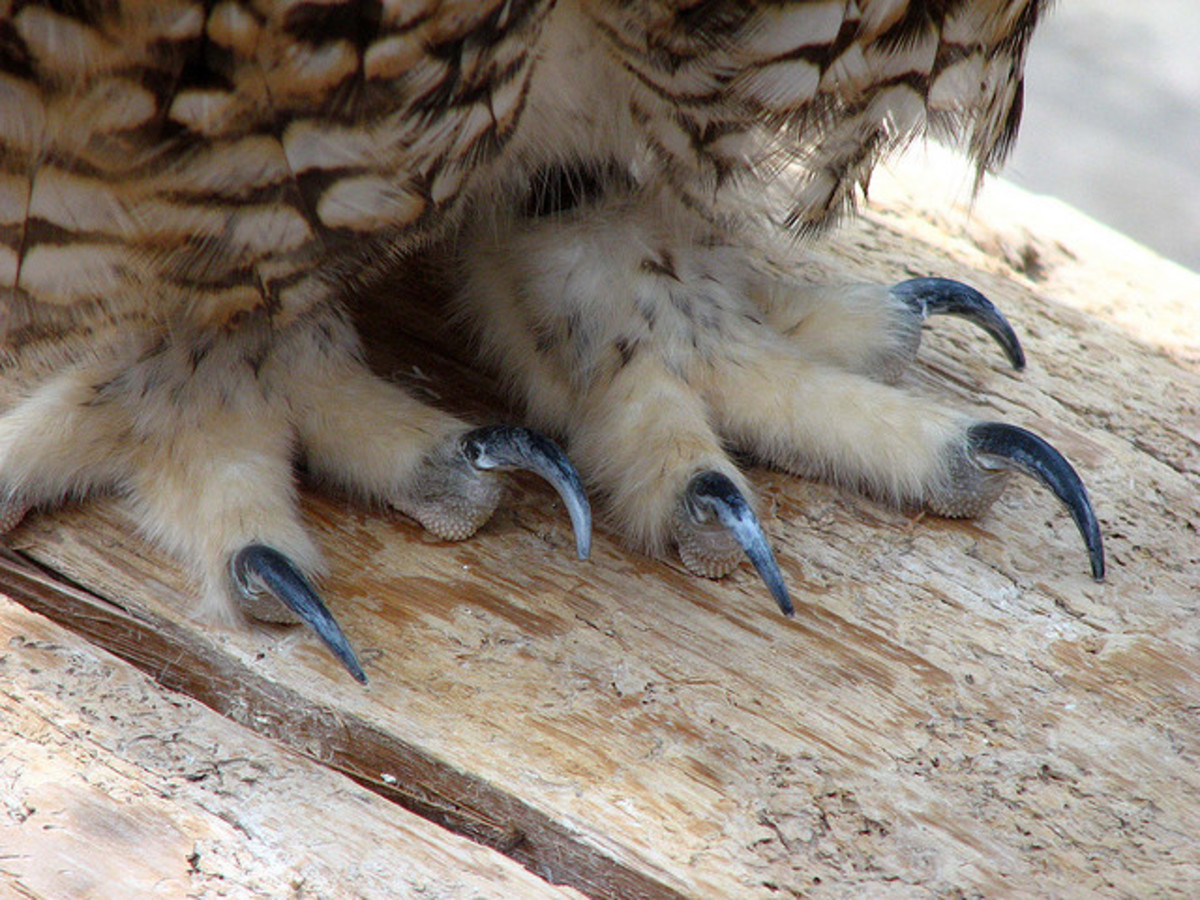 Owl talons are extremely strong and deadly.