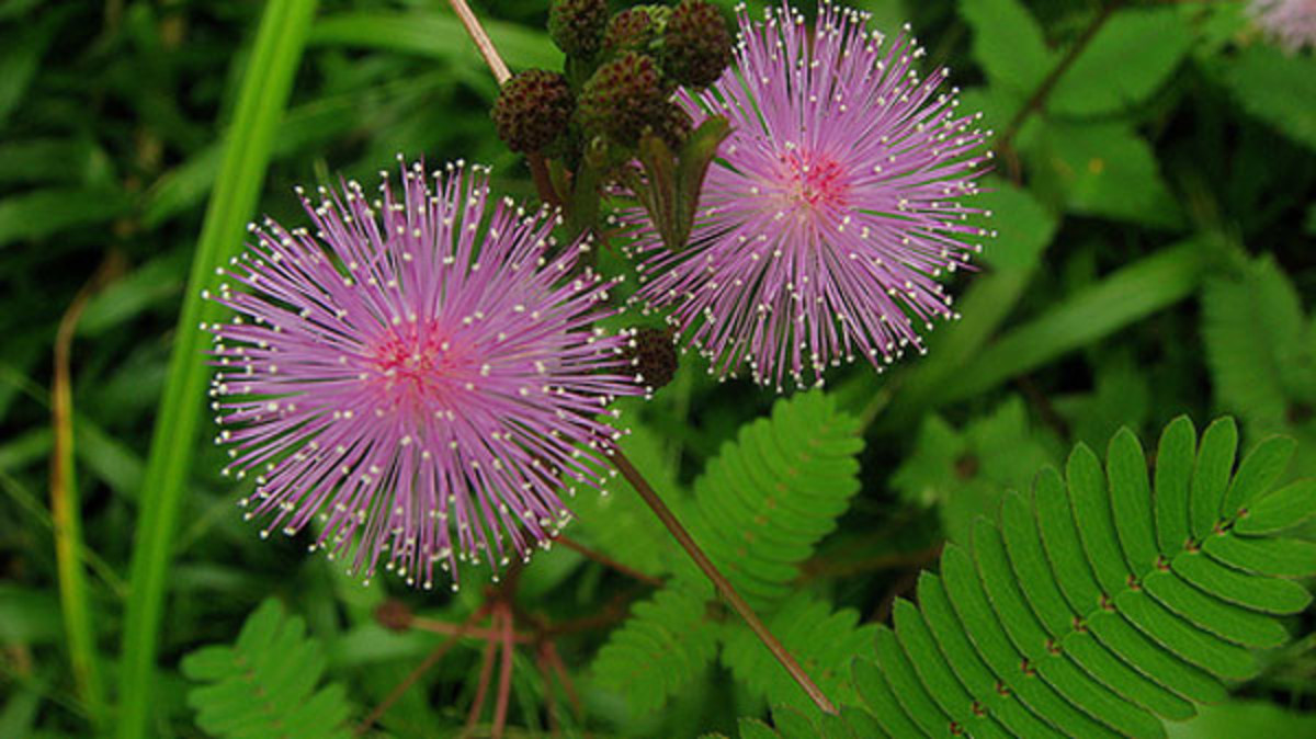The Legend Of The Shy Plant Mimosa Pudica