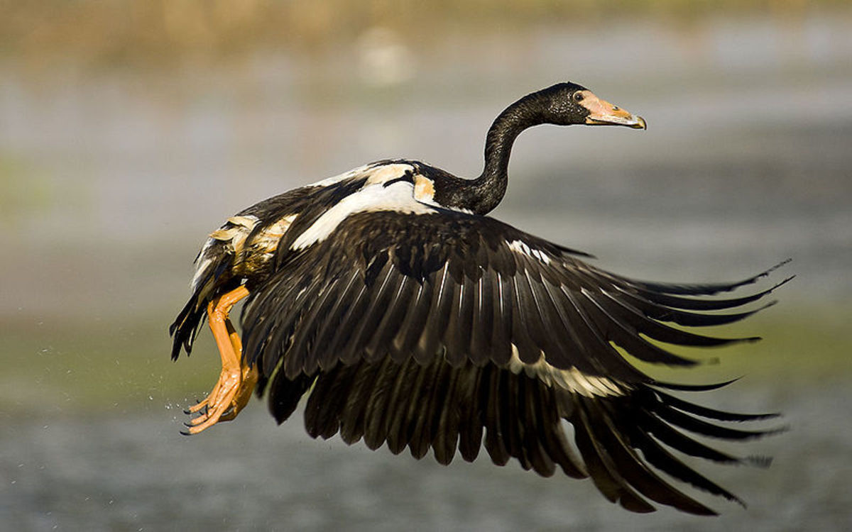 A magpie goose taking to the air showing its outstretched primary feathers.