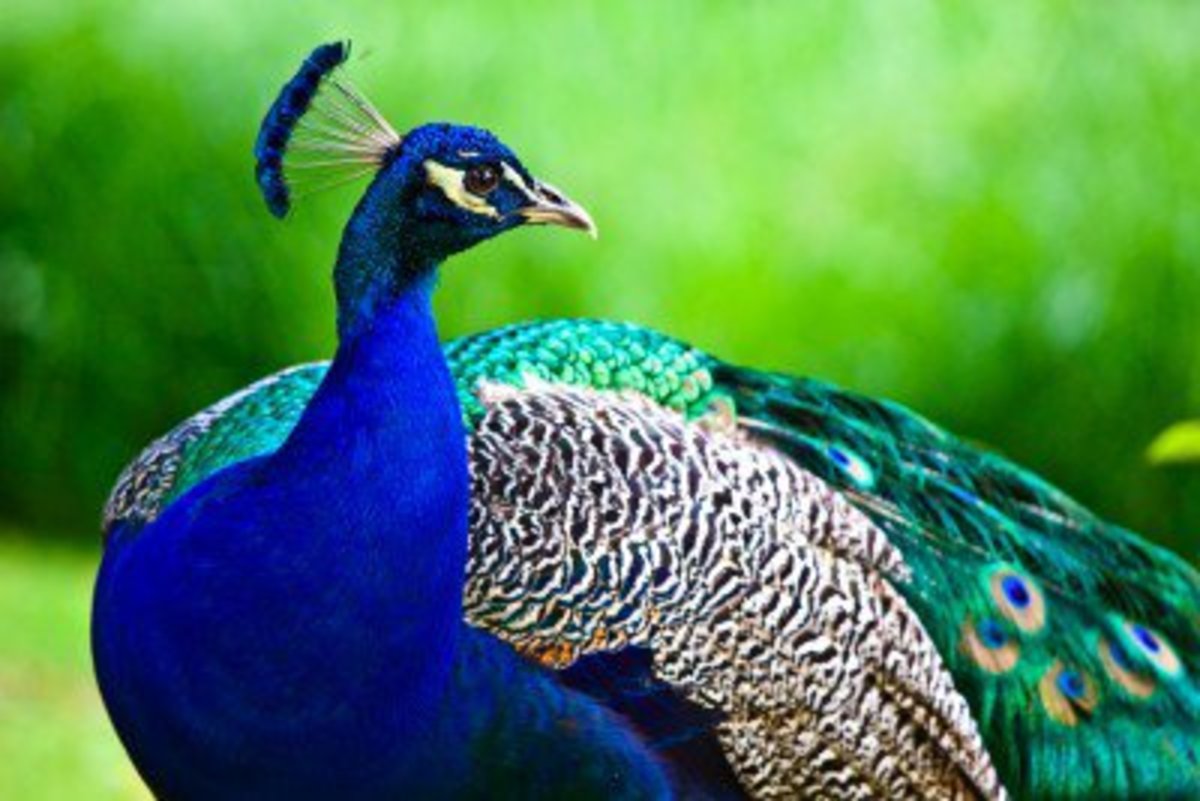 The Legend of the Peacock HubPages