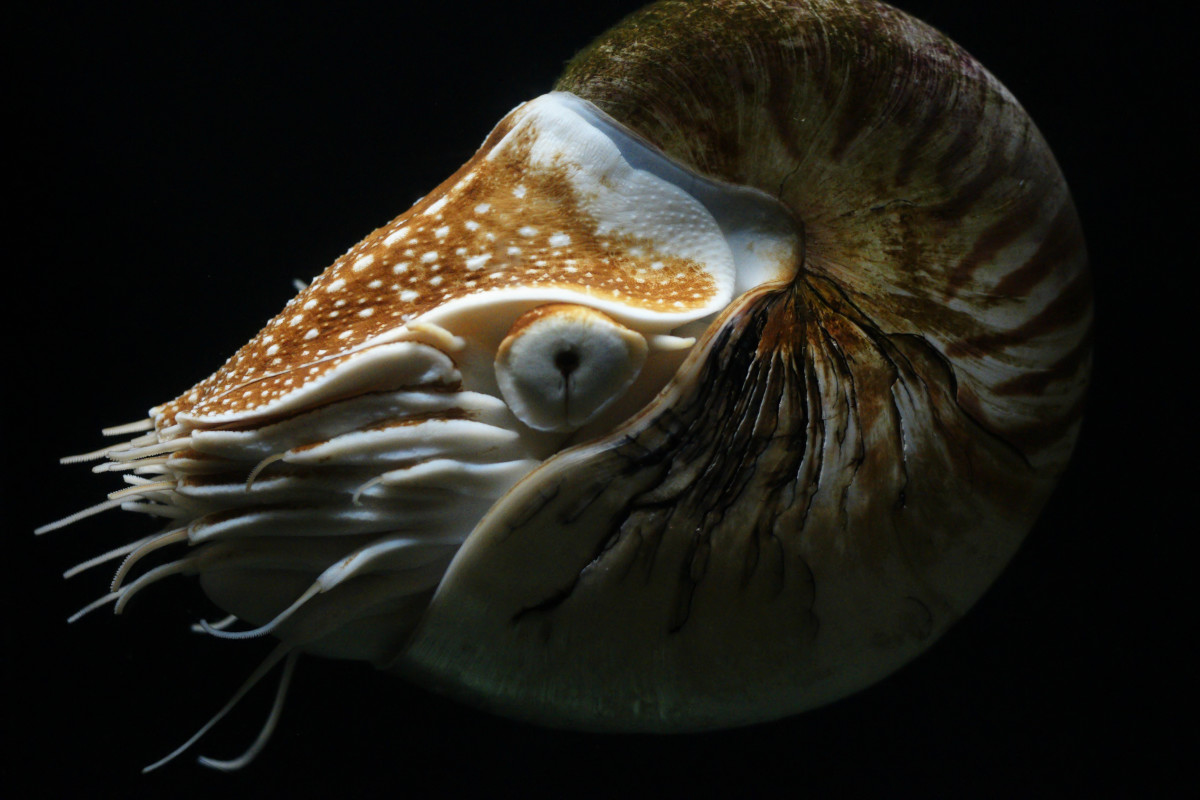 If strange creatures like this Chambered Nautilus are still being discovered in the depths of our oceans, who's to say with certainty that there are no undiscovered lifeforms in our atmosphere as well?