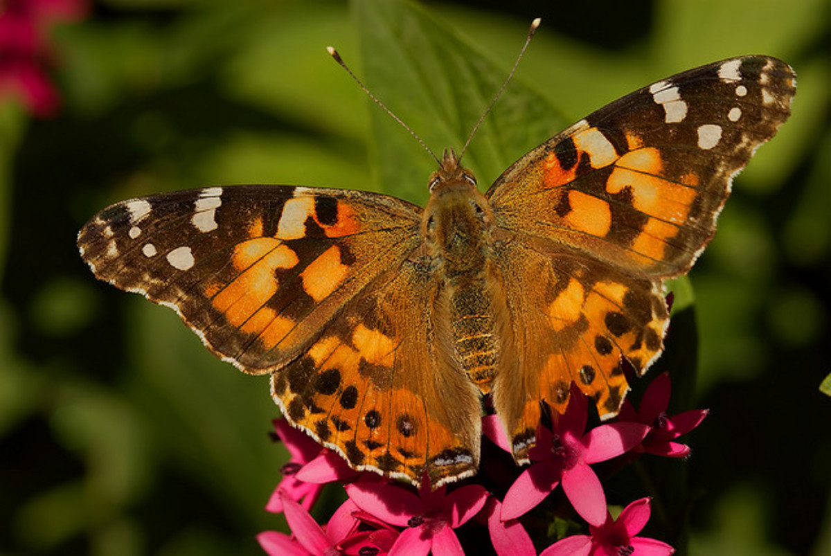 Top 10 Beautiful Butterflies of the USA HubPages