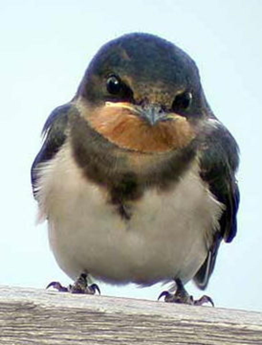 Make Bread Crumbs From Bread & Other Stale Bread Recipes