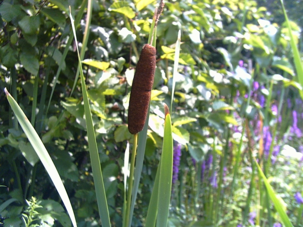 Wild plants that you can eat in a survival situation: 10 edible plants that  grow in the wild - HubPages