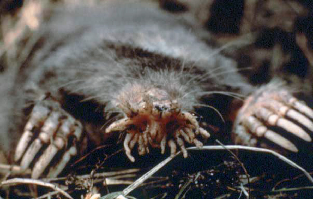 who-knew-these-six-weird-animals-exist-in-pennsylvania
