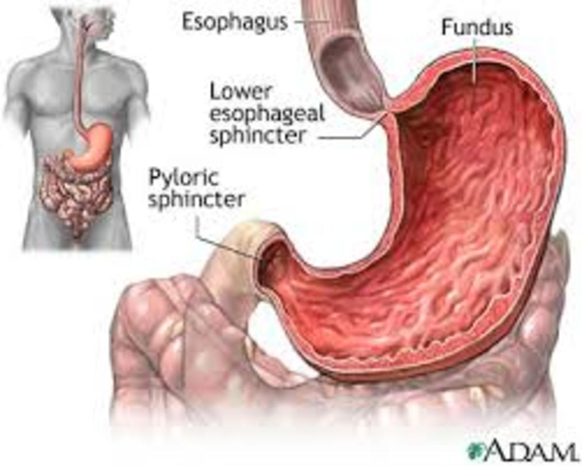 gerd-causes-symptoms-and-treatment-of-gastroesophageal-reflux-disease