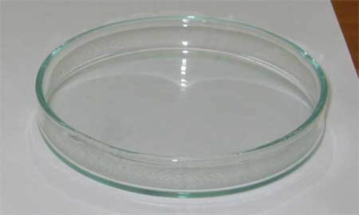 A glass petri dish, which is used for culturing cells. 