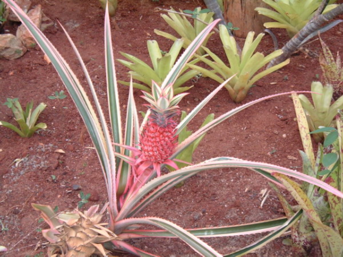 How to Eat a Pineapple in Type 2 Diabetes HubPages