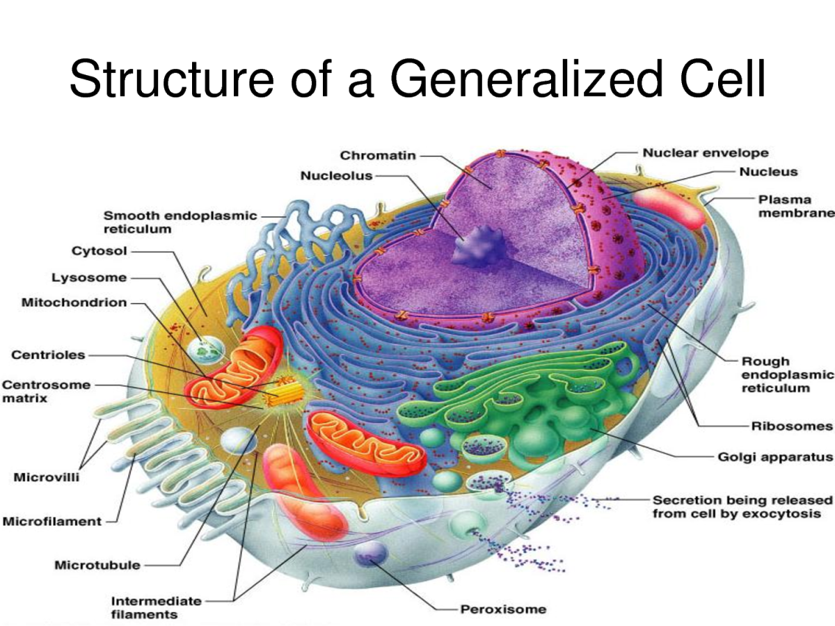 Labelled organelles of an animal cell