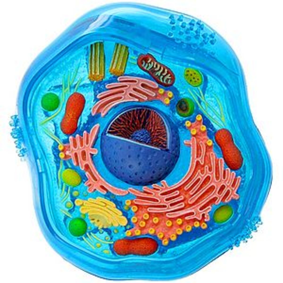 Picture of a cell and the organelles that compose it