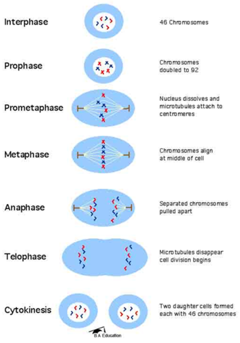 Diagram of all the stages taking place during mitosis