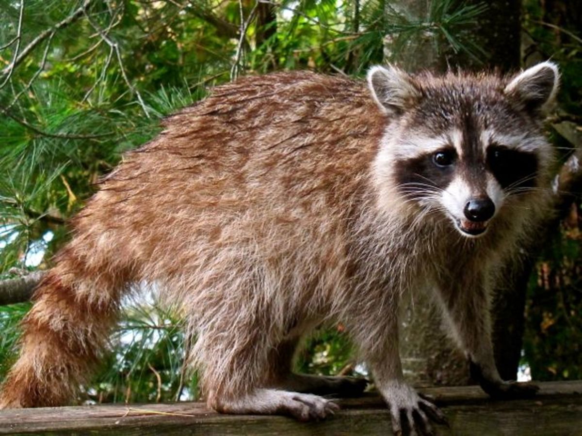 Can I kill rats, raccoons and other pests in Ottawa?