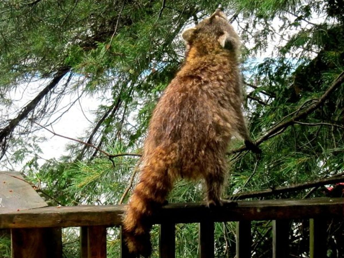 Raccoon on the deck