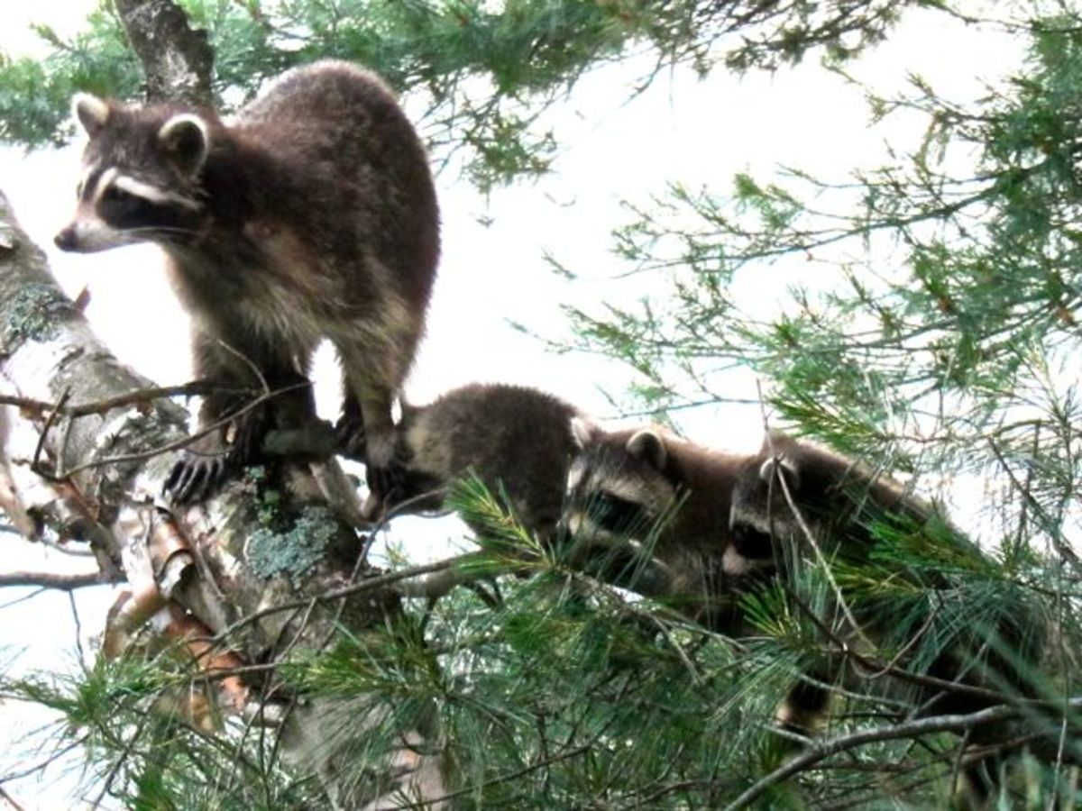 Mom Raccoon showing off her kids.