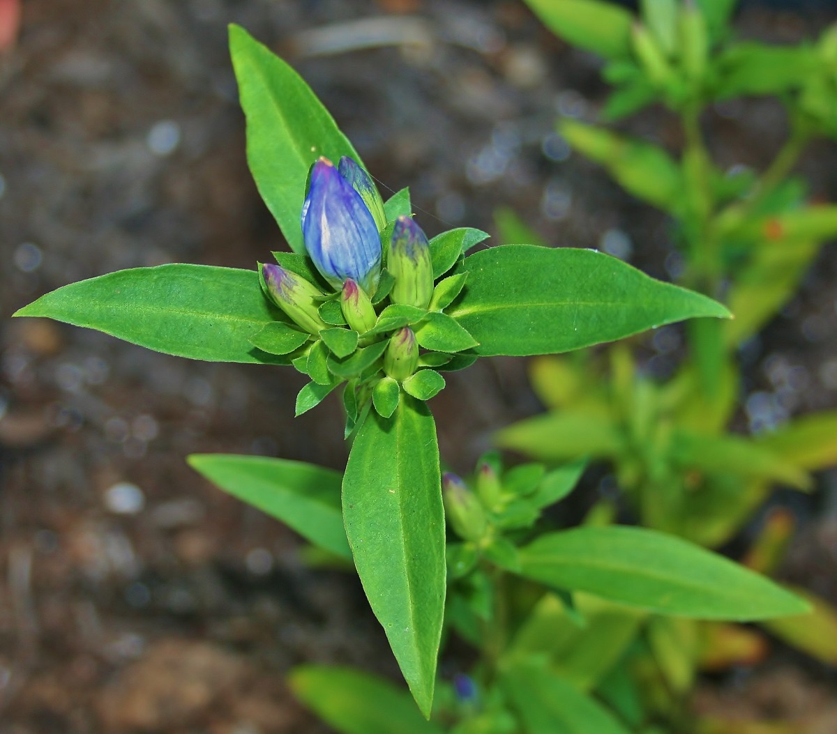 The latest addition to our garden, Appalachian gentian or Southern Mountain gentian, produces showy blue flowers in late summer through early fall.