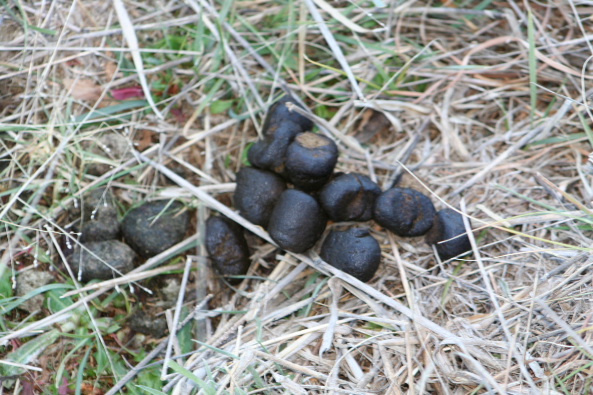 One of the piles of cube-shaped wombat droppings that mark the way to the entry of a burrow. (Fresh scent replaces the dried and less effective older faeces.)