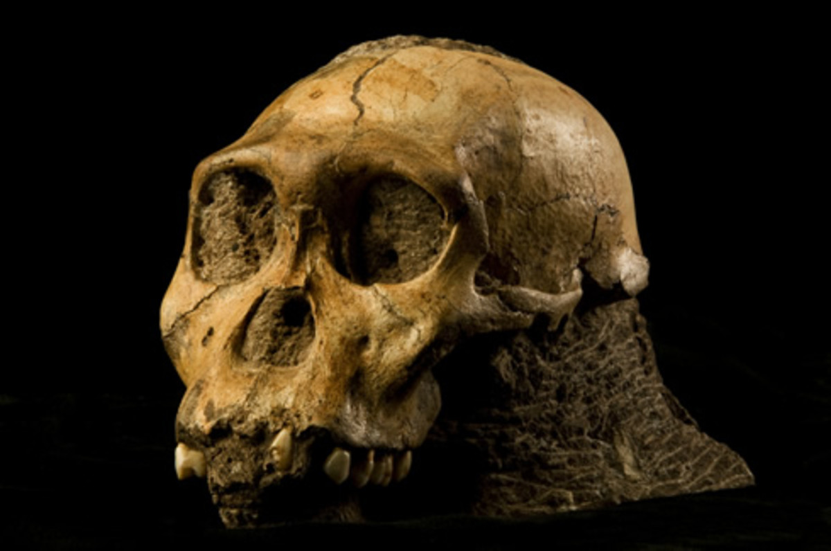Sediba Human: Australopithecus sediba is the most human-like australopithecine ever discovered and now Berger’s team have carried out further research on the same fossils. Fossil skull of the Australopithecus sediba child from the South African Malap